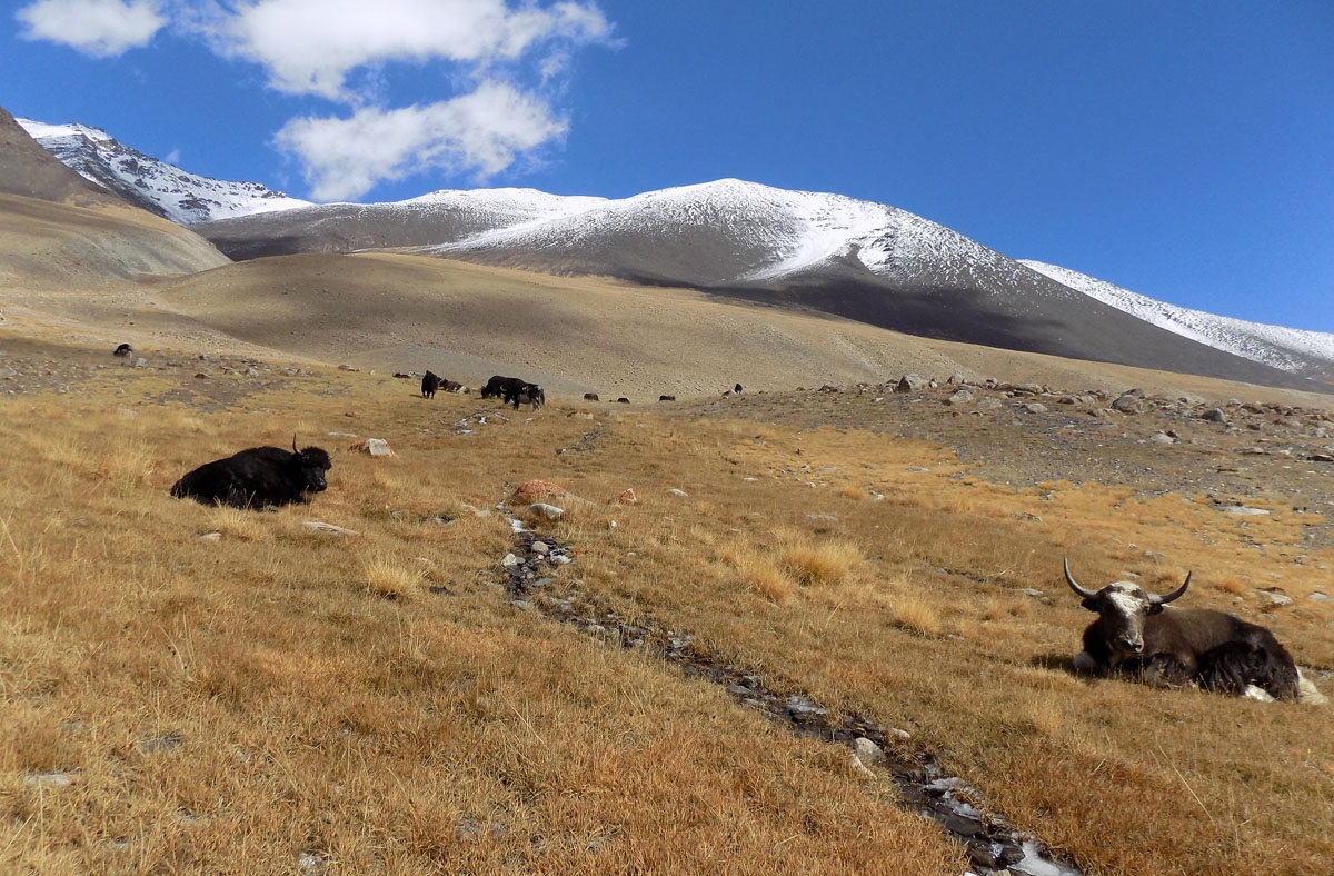 Yaks grazing in Wakhan; eventually they will be bartered for good and food.