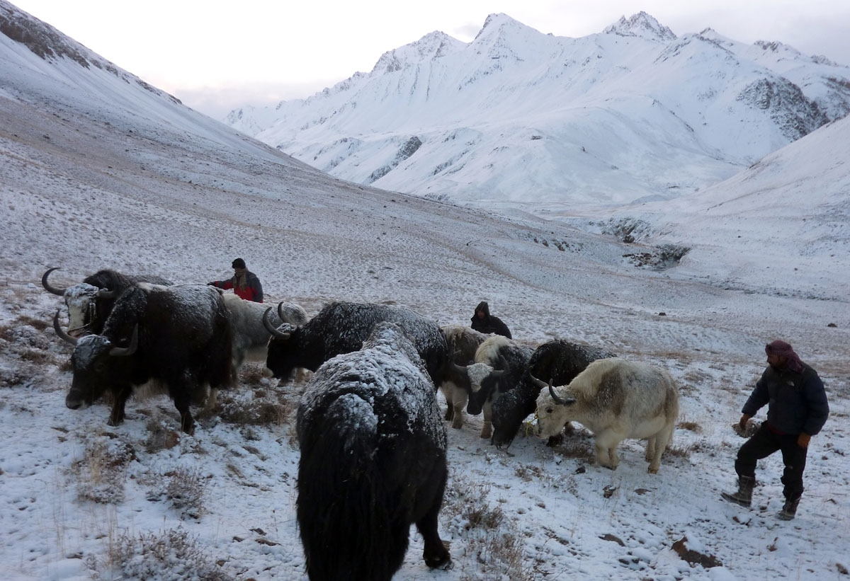 This picture taken on October 12, 2017 shows traders from Pakistan's northern Hunza valley travelling with yaks on a snow covered mountain near the Pakistani border in the Wakhan Corridor in northern Afghanistan.