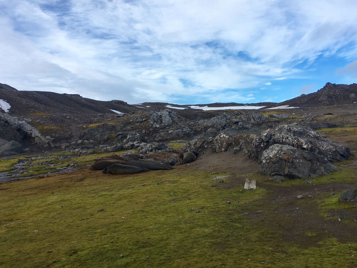 A colony of sea elephants is pictured on Fildes peninsula, King George Island, Antarctica on February 1, 2018.