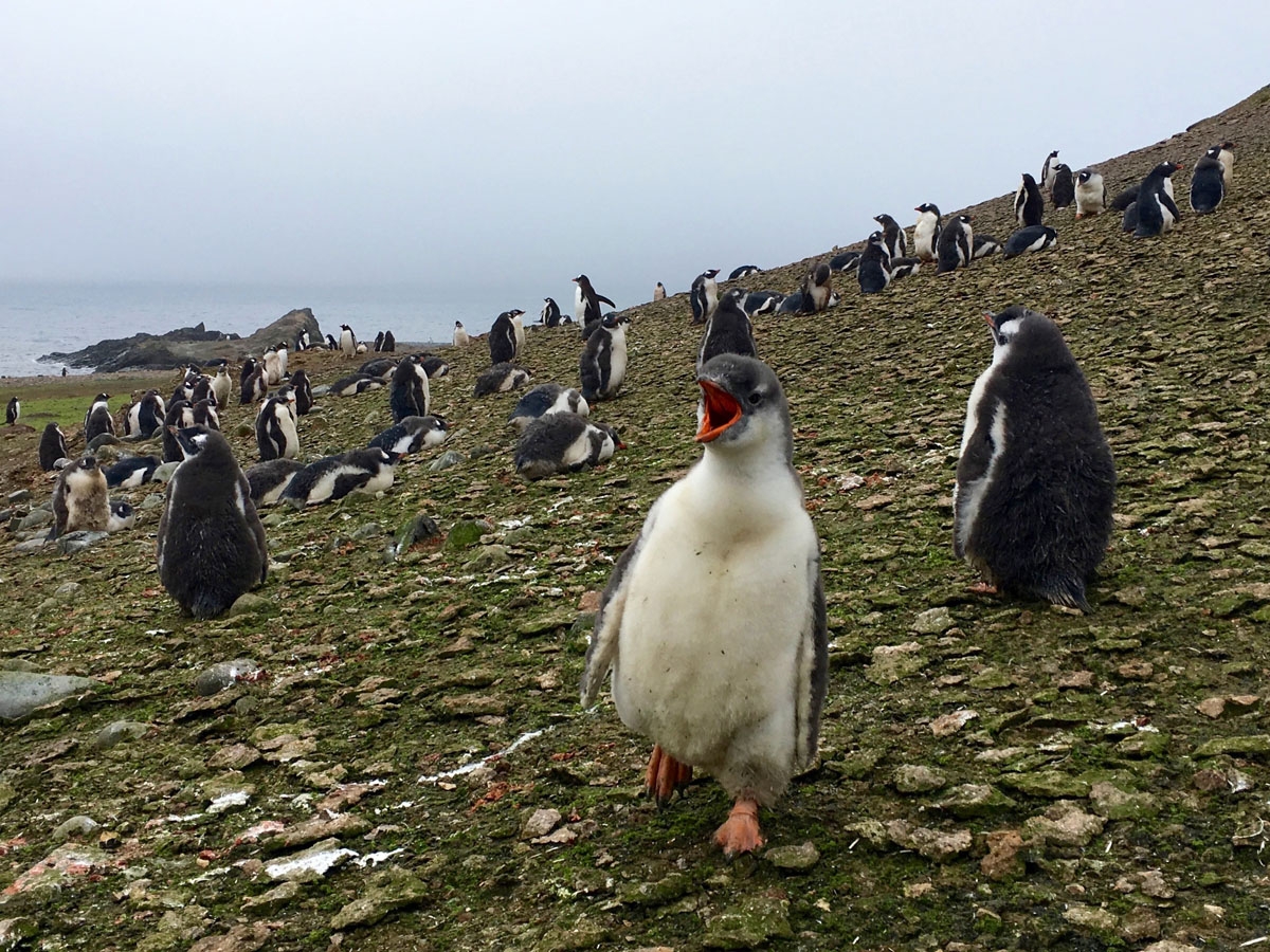 Un jeune Manchot papou, Ile Adley, Antarctique, 3 février 2018.