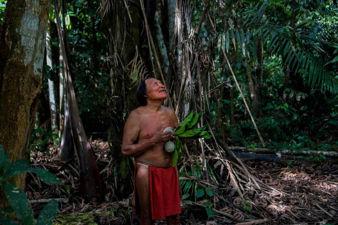 A Waiapi man looks at a boy picking fruits from a Geninapo tree at the Waiapi indigenous reserve in Amapa state in Brazil on October 13, 2017.