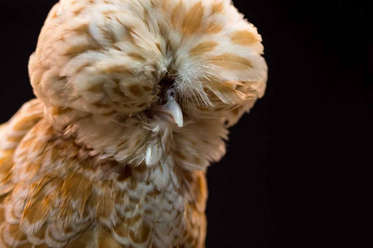 A Poland Bantam Chamois female.