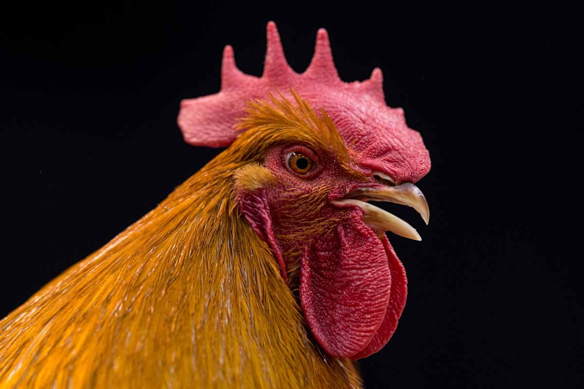 A New Hampshire Red Cockerel.