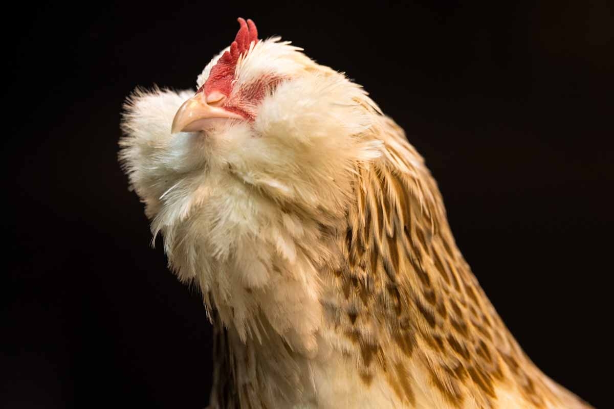 A Faverolles Bantam Salmon Pullet.