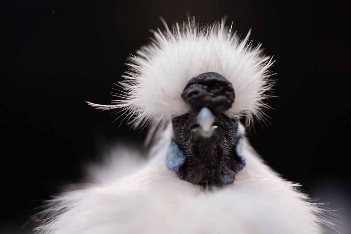 A Silkie Bantam White Cockerel is pictured on display at the 45th National Championship Poultry Show, hosted by 'The Poultry Club of Great Britain' and held at The International Centre in Telford, Shropshire on December 2, 2017. / AFP PHOTO / OLI SCARFF