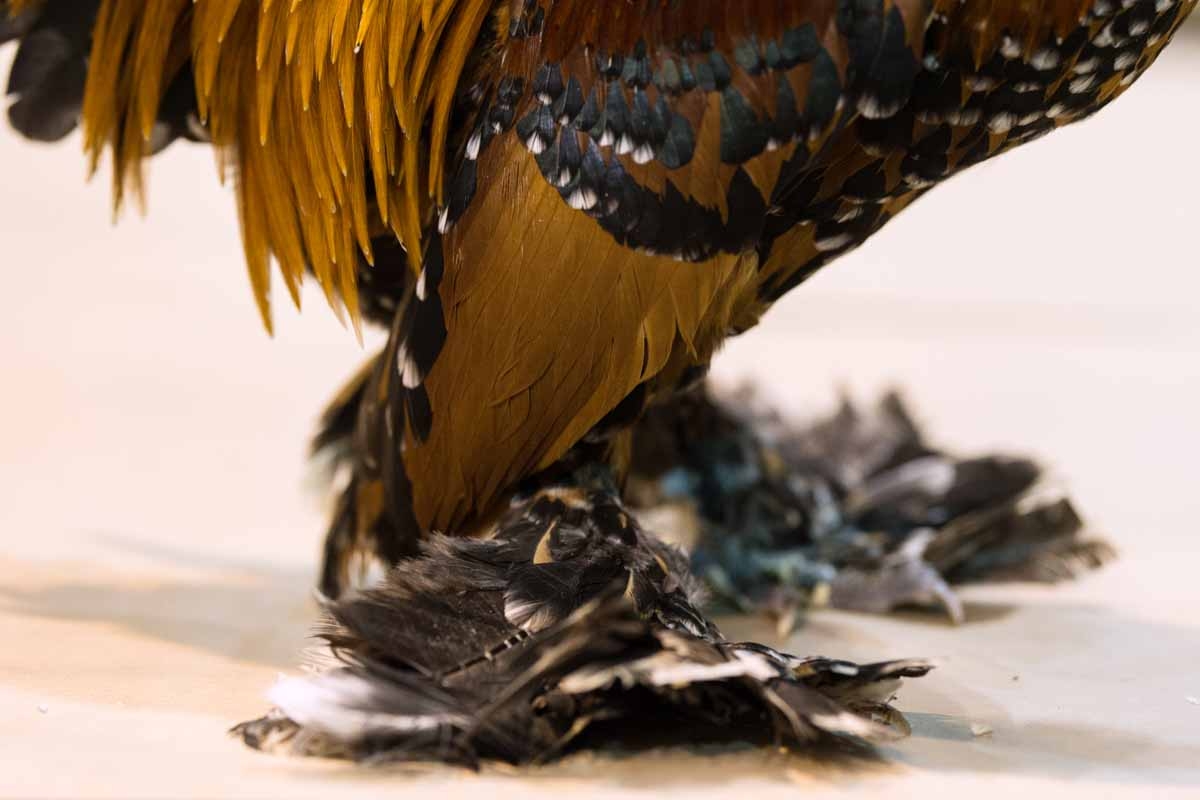 The feet of a Booted Bantam Millefleur male chicken are pictured on display at the 45th National Championship Poultry Show, hosted by 'The Poultry Club of Great Britain' and