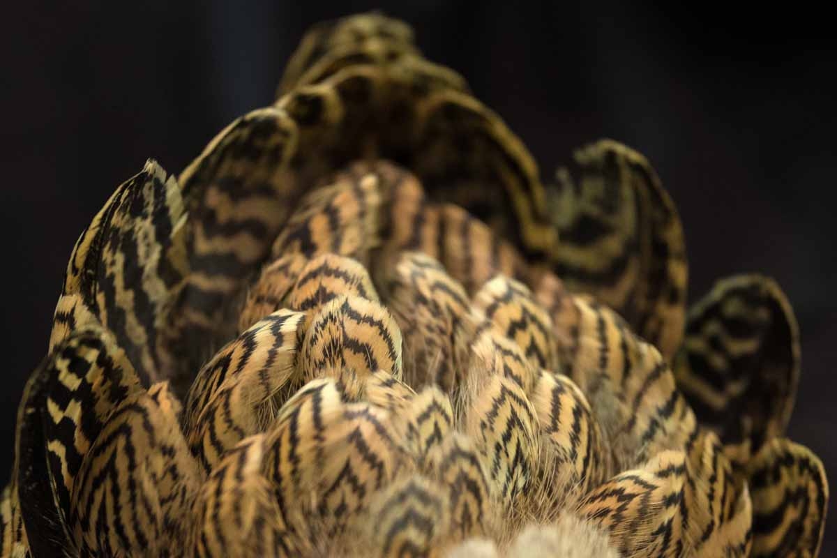The plumage of a Pencilled Wyandotte Bantam Partridge Hen.