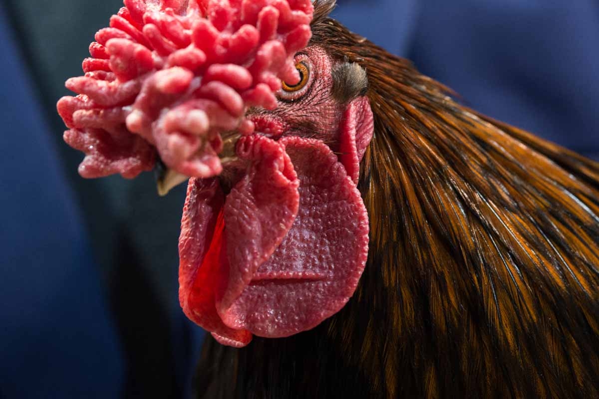 A Derbyshire Redcap is pictured on display at the 45th National Championship Poultry Show, hosted by 'The Poultry Club of Great Britain' and held at The International Centre in