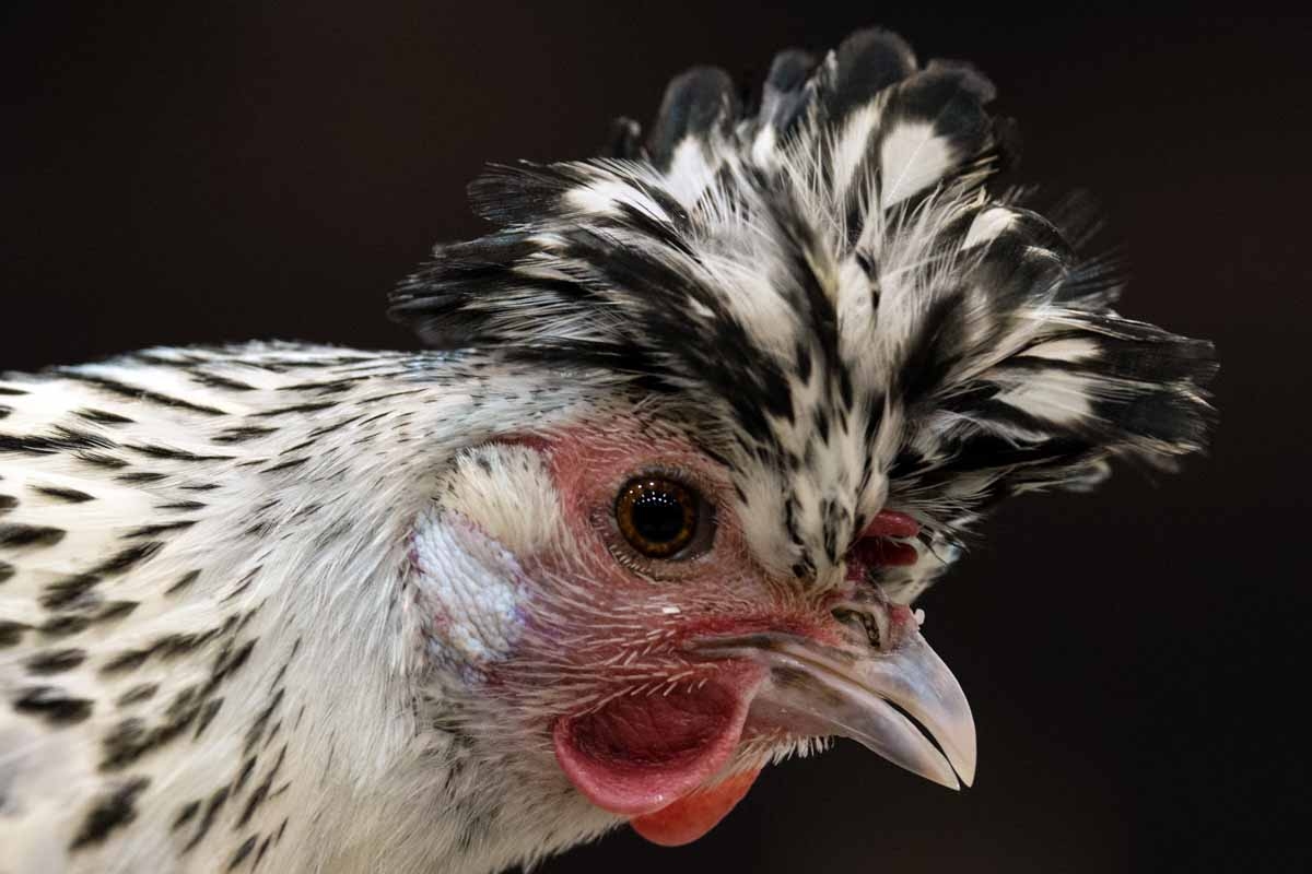 An Appenzeller Spitzhauben Bantam Silver Spangled is seen on display at the 45th National Championship Poultry Show, hosted by 'The Poultry Club of Great Britain' and held at