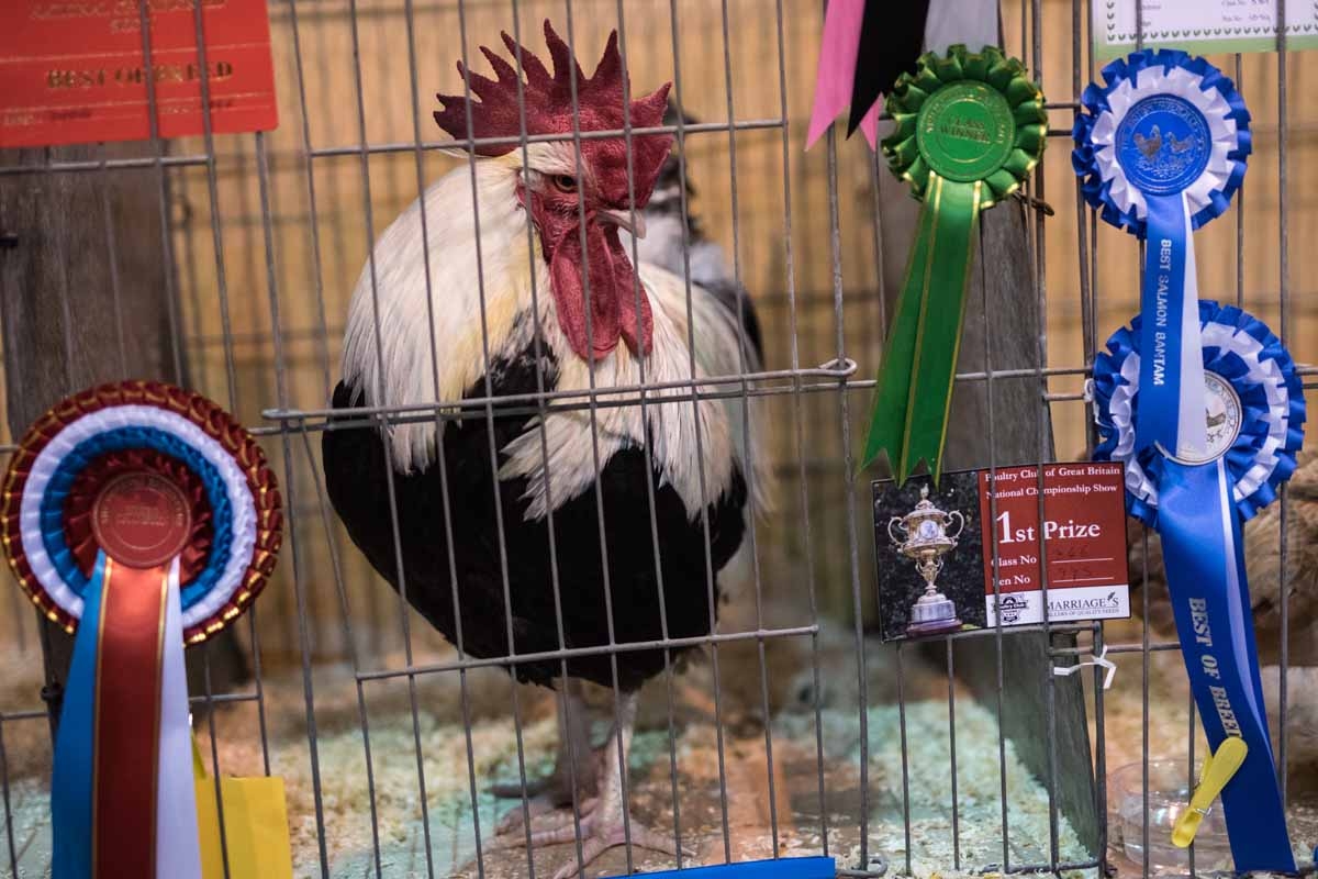 A Dorking Silver Grey cock looks out from its cage at the 45th National Championship Poultry Show, hosted by 'The Poultry Club of Great Britain' and held at The International Centre in Telford, Shropshire on December 2, 2017.