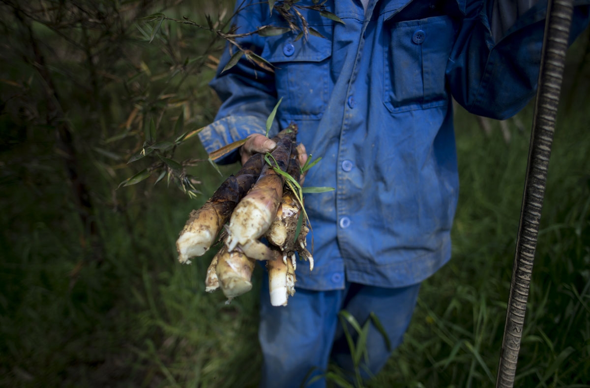This picture taken on April 12, 2017 shows Xu Weifu holding bamboo shoots while he harvests in Taihuyuan near the city of Lin'an, Zhejiang Province.