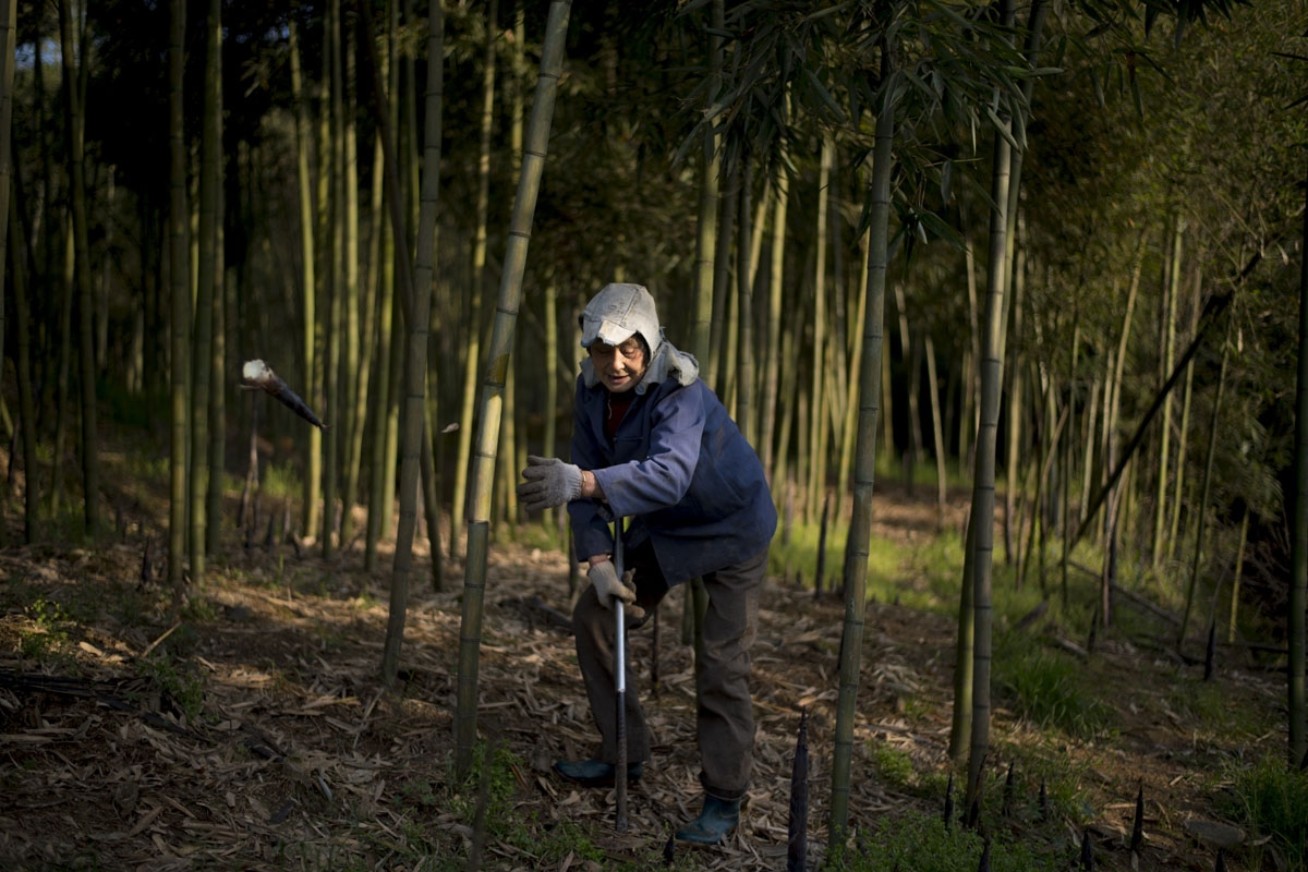 This picture taken on April 13, 2017 shows a woman harvesting bamboo in Shimen village near the city of Lin'an, Zhejiang Province