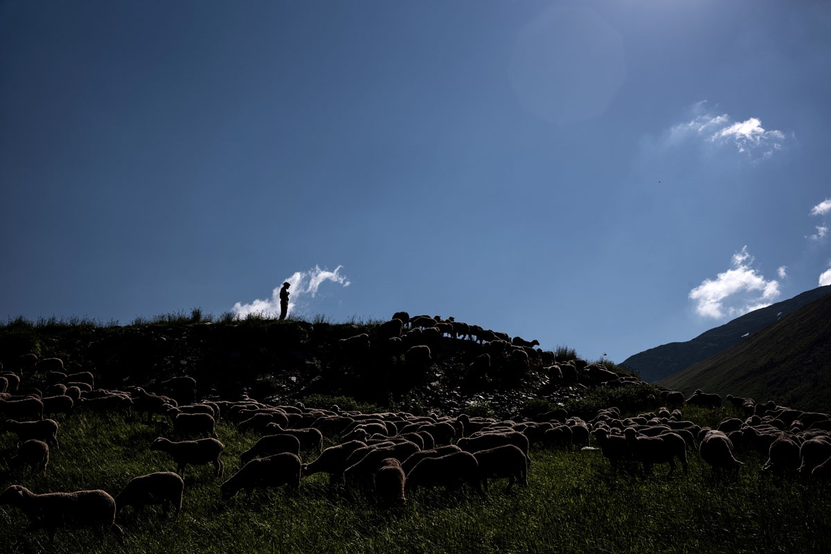 French shepherd Gaetan Meme, 24-years-old, looks over a flock of sheep, on June 21, 2018, along the Alpine pastures in the mountains near the Col du Glandon, in the French Alps. - Gaetan shepherds a flock of 1,300 sheep in the Alpine pastures from June to