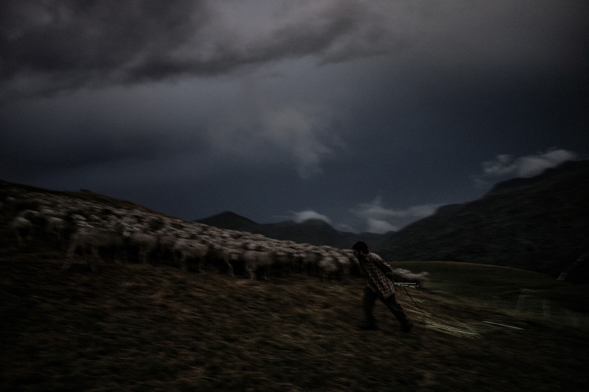 French shepherd Gaetan Meme, 24-years-old, closes a pen to protect sheep during the night, on August 20, 2018, in the mountains near the Col du Glandon, in the French Alps. - Meme herds a flock of 1,300 sheep in the Alpine pastures from June to October.