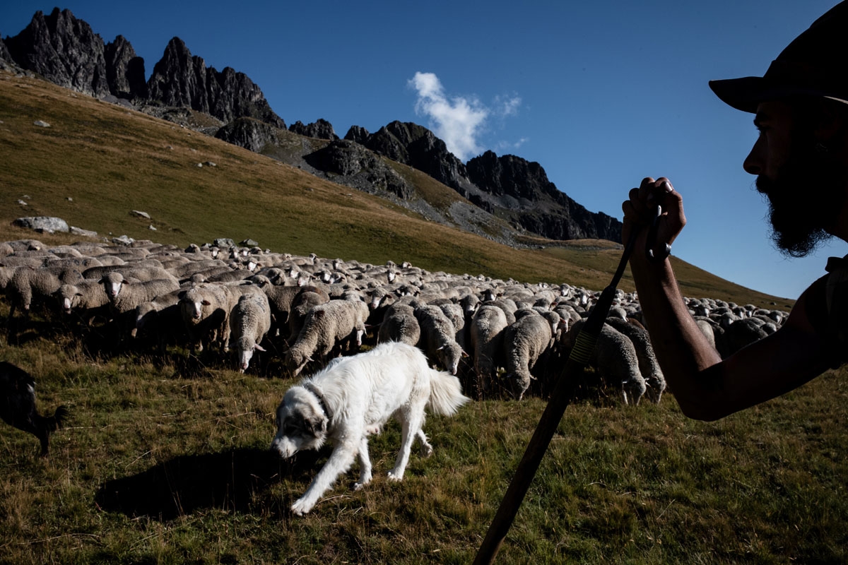 French shepherd Gaetan Meme, 24-years-old, looks over a flock of sheep with his dog Prudence, on August 21, 2018, along the Alpine pastures in the mountains near the Col du Glandon, in the French Alps. - Gaetan shepherds a flock of 1,300 sheep in the Alpi