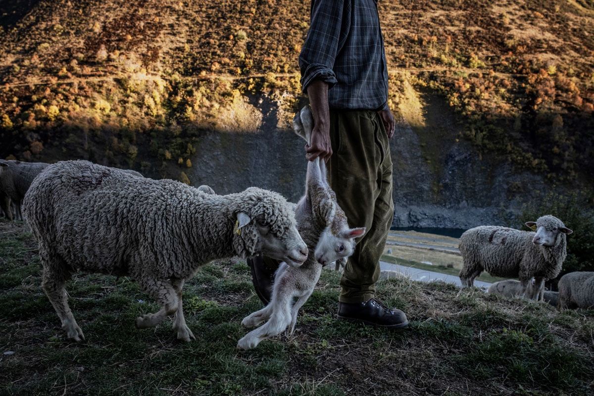 French shepherd Gaetan Meme, 24-years-old, carries a young sheep to guide its mother to safety, on October 13, 2018, along the Alpine pastures in the mountains near the Col du Glandon, in the French Alps. - herds a flock of 1,300 sheep in the Alpine pastu