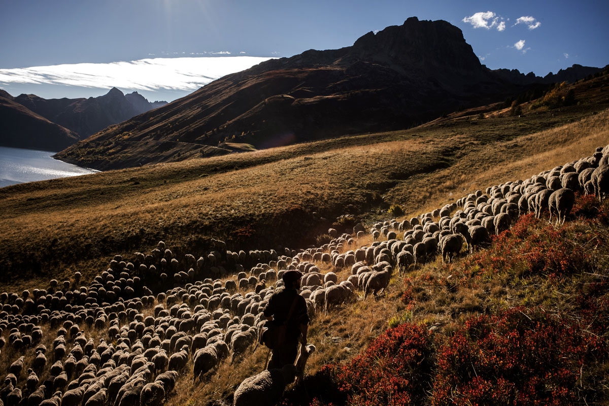 French shepherd Gaetan Meme, 24-years-old, herds a flock of sheep on October 13, 2018 in the mountains near the Col du Glandon, in the French Alps. - Gaetan shepherds a flock of 1,300 sheep in the Alpine pastures from June to October.
