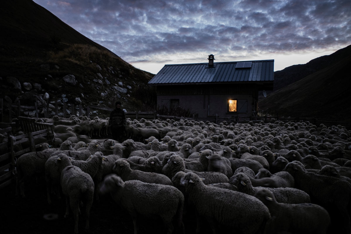 French shepherd Gaetan Meme, 24-years-old, looks over a flock of sheep in a pen for the night, on October 14, 2018, in the mountains near the Col du Glandon, in the French Alps. - Meme herds a flock of 1,300 sheep in the Alpine pastures from June to Octob