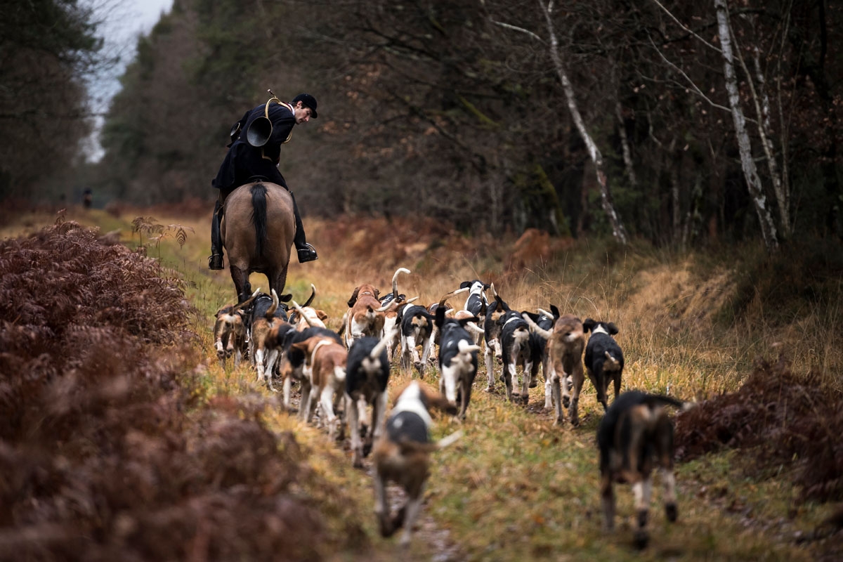 Huntsman Philippe Prioux, from the Rallye Tempete rides his horse during a hunting with hounds on December 23, 2017 in the forest near Chatenoy, center France.