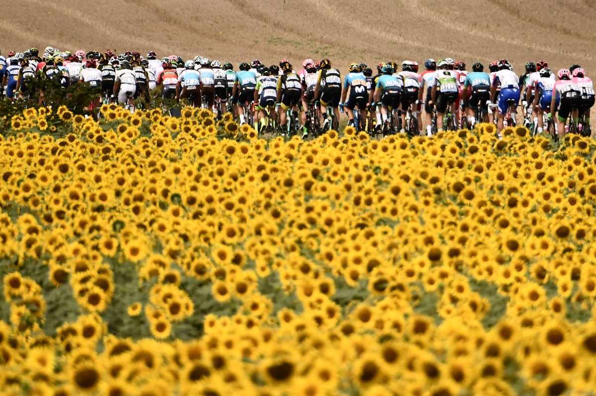 The pack rides through sunflower fields during the 16th stage of the 105th edition of the Tour de France cycling race, between Carcassonne and Bagneres-de-Luchon, southwestern France, on July 24, 2018. / AFP PHOTO / Marco BERTORELLO