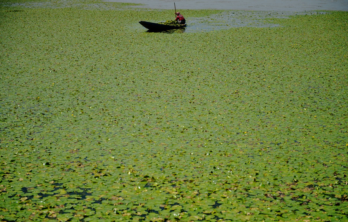 A Kashmiri woman collects lotus roots to be used as animal feed on Dal Lake in Srinagar on September 17, 2016.