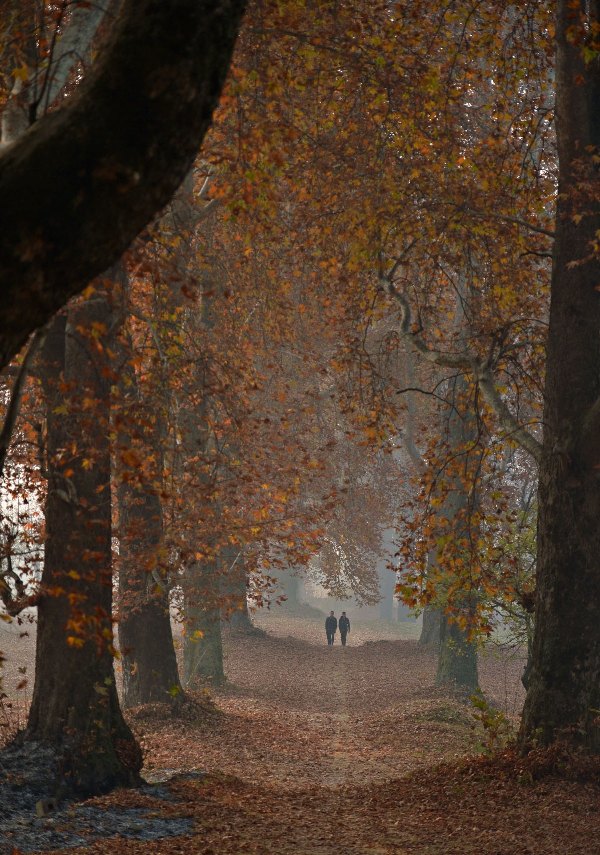 Indian Kashmiris walk next to maple trees in autumn in Srinagar on November 18, 2016.