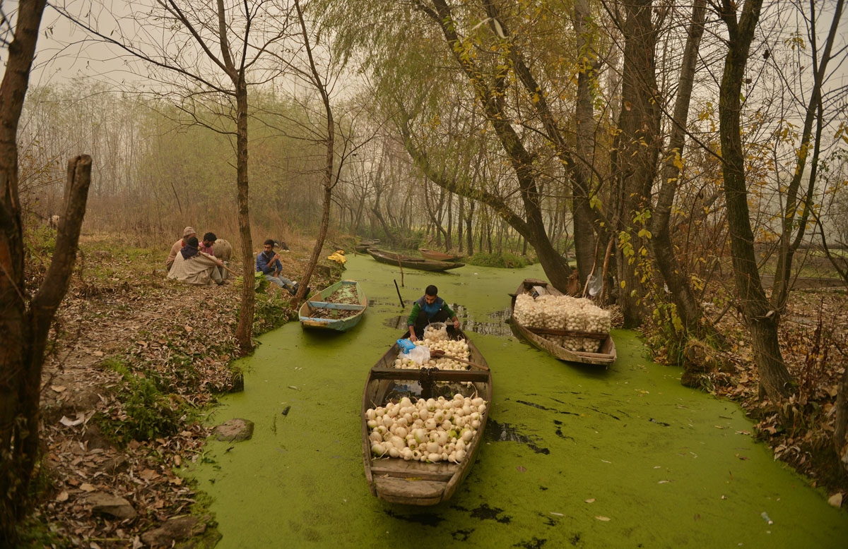 Farmers is out on a lake in Srinagar on November 22,2016.