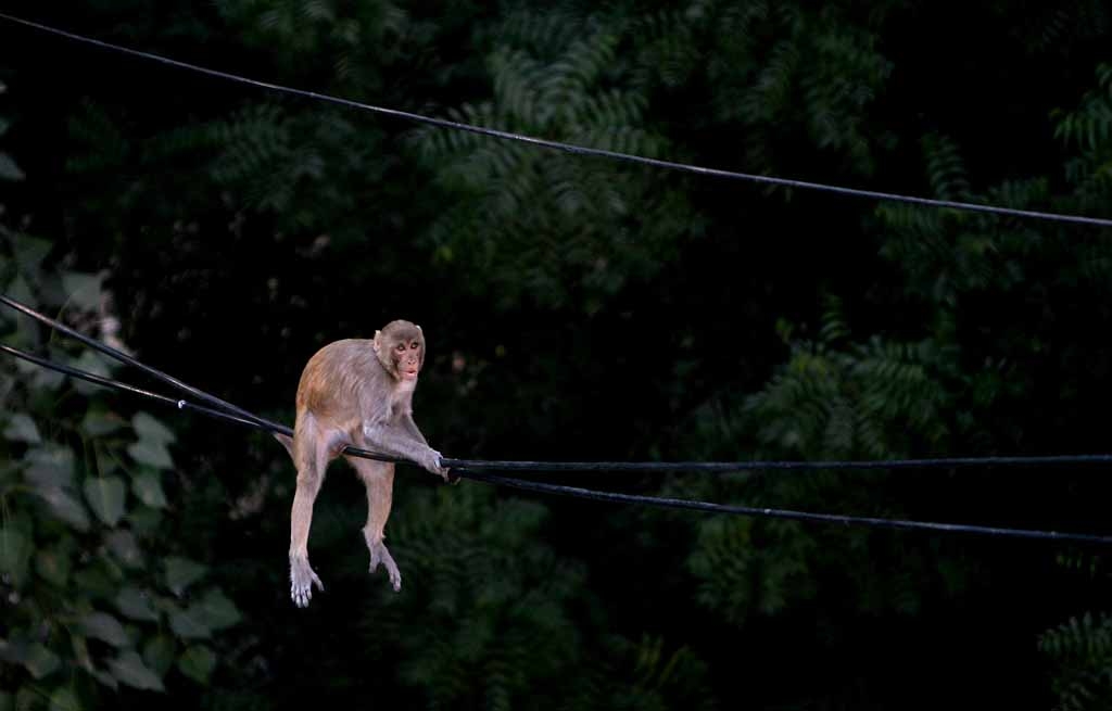 TO GO WITH STORY 'INDIA-ENVIRONMENT-ANIMALS-MONKEYS'  In this file photograph dated 25 October 2007, an Indian monkey perches on an electric wire above a busy parking area of New Delhi. 