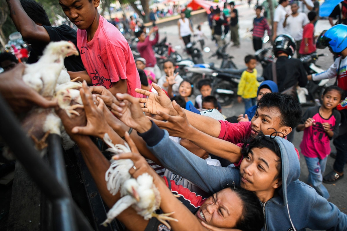 Quake survivors scuffle to get live chickens being distributed from a police truck outside a makeshift camp in Palu in Indonesia's Central Sulawesi on October 2, 2018.