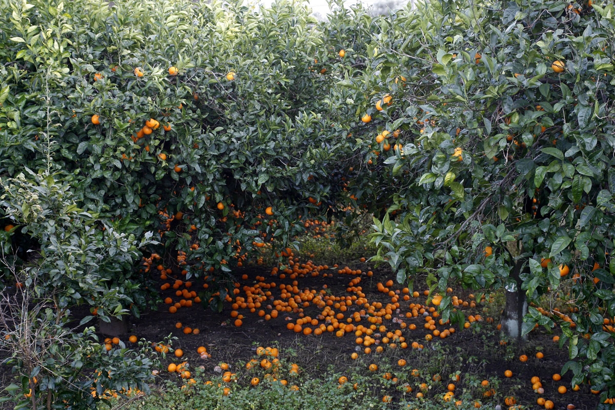 Tangerines fall on the ground as nobody harvest them in tangerine fields in Rosarno on January 10, 2010 a day after more than 900 immigrants fled the town after residents violently attacked African farm workers.