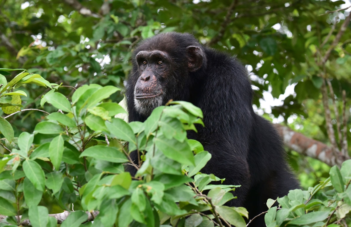 Ponso, the only surviving chimpanzee of a colony of 20 apes, sits in a tree on the island of Chimpanzee Island near the town of Grand Lahou, Ivory Coast, on August 18, 2017.