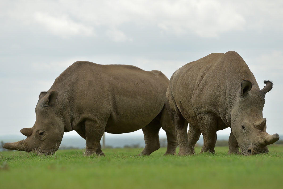 Najin (L) and Fatu, the only two remaining female northern white rhinos graze together in their paddock on March 20, 2018 at the ol-Pejeta conservancy in Nanyuki, north of capital Nairobi.