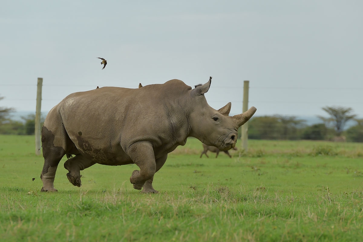 Fatu, one of the only two remaining female northern white rhino, runs in her paddock on March 20, 2018 at the ol-Pejeta conservancy in Nanyuki, north of capital Nairobi.