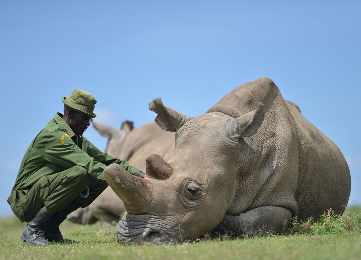 Care giver Peter crouches next to Najin, the older of only two remaining female northern white rhinoceros subspecies, on December 5, 2016, at the Ol Pejeta conservancy in Laikipia County -- at the foot of Mount Kenya -- that is home to the planet's last-t