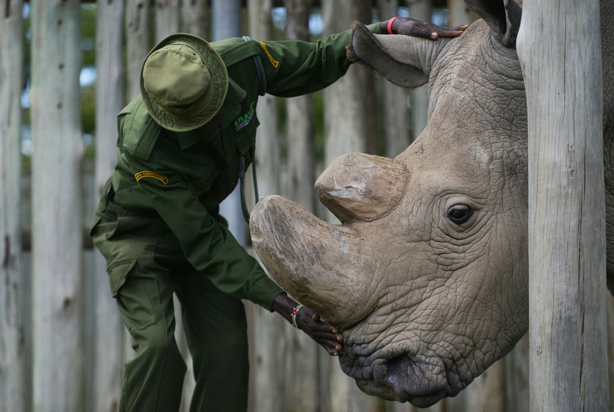O GO WITH AFP STORY BY NICOLAS DELAUNAY A caregiver calms Sudan, the last known male of the northern white rhinoceros subspecies, on December 5, 2016, at the Ol Pejeta conservancy in Laikipia County -- at the foot of Mount Kenya -- that is home to the pla