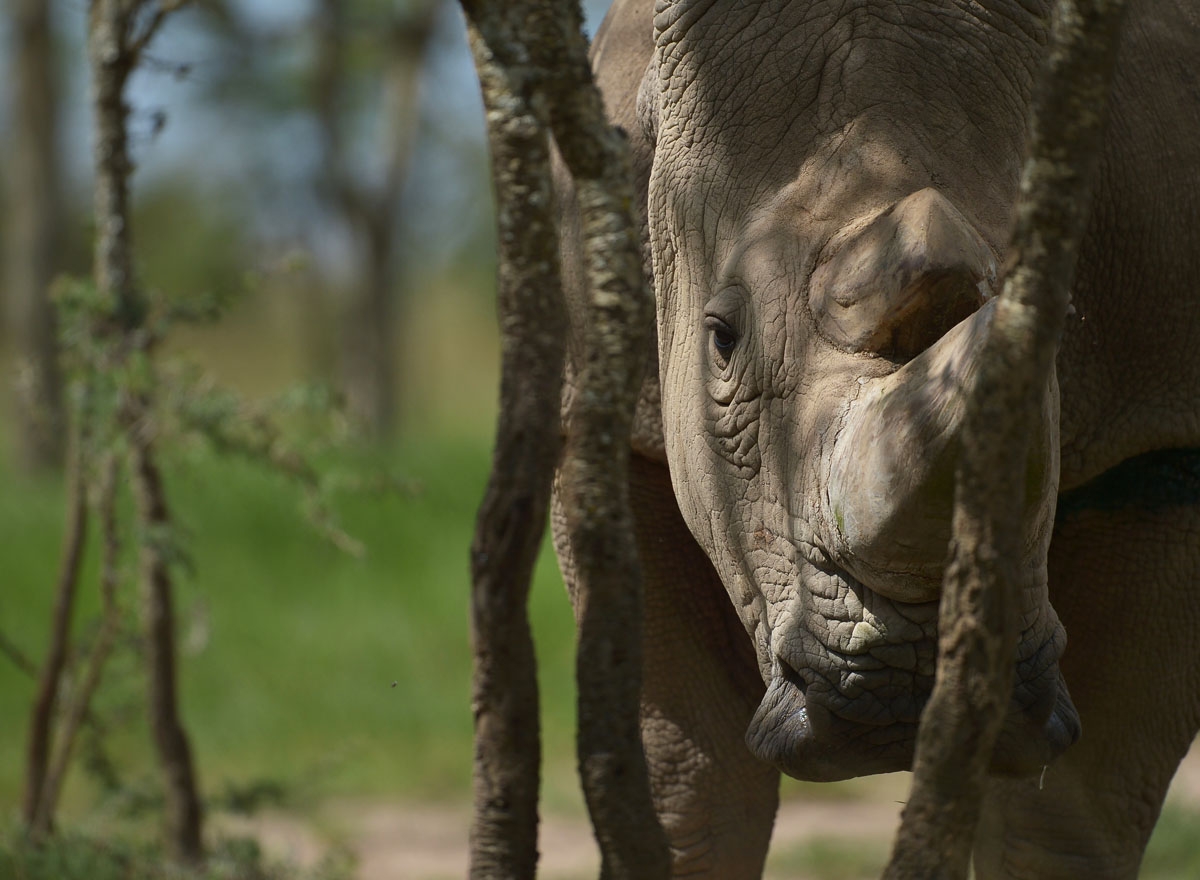 Sudan, the last known male of the northern white rhinoceros subspecies, stands in his enclosure on December 5, 2016, at the Ol Pejeta conservancy in Laikipia County -- at the foot of Mount Kenya -- that is home to the planet's last-three northern white rh