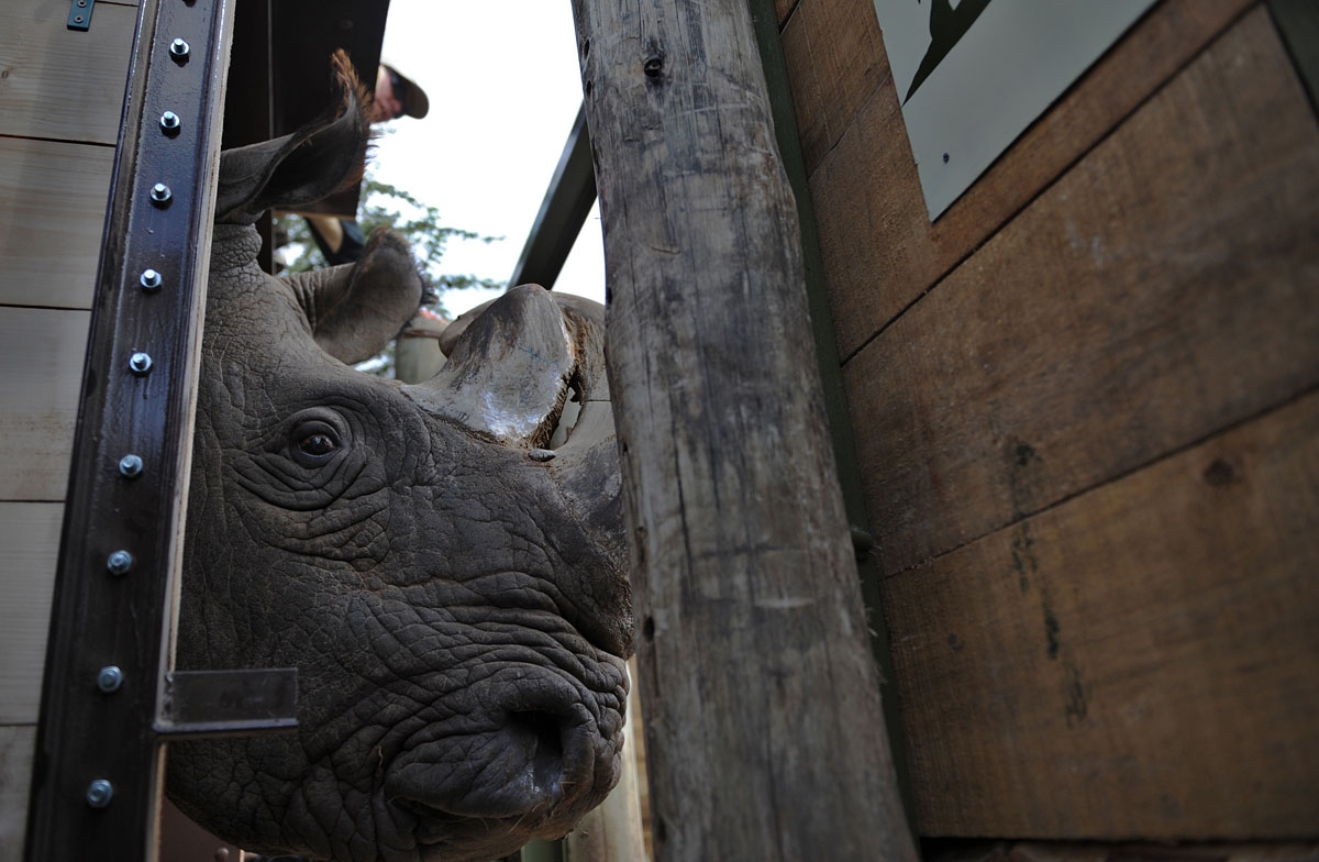 Sudan, one of four extremely endangered Northern White rhinoceros shipped to Kenya on December 20, 2009, emerges from his crate after arriving at the Ol Pejeta reserve near the central Kenyan town of Nanyuki, some 350 kms north of the capital Nairobi.