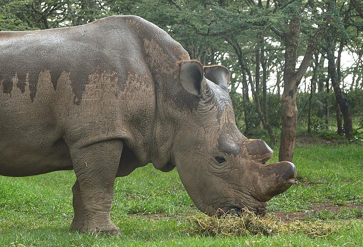 The only remaining male northern-white Rhino on the planet, 'sudan' is seen on May 23, 2015 at the ol-Pejeta sanctuary in Kenya's Mt. Kenya region (approximately 250 kilometres) north of the capital, Nairobi. Sudan and his two-female companions, Suin and