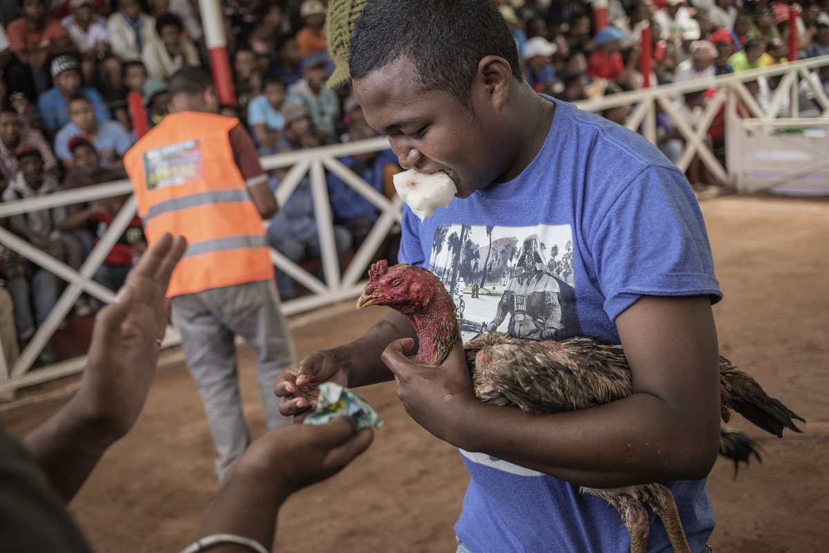 This file photo taken on December 3, 2016 jockeys and owners tending to their birds during a Cock fighting tournament on the outskirts on Antananarivo.