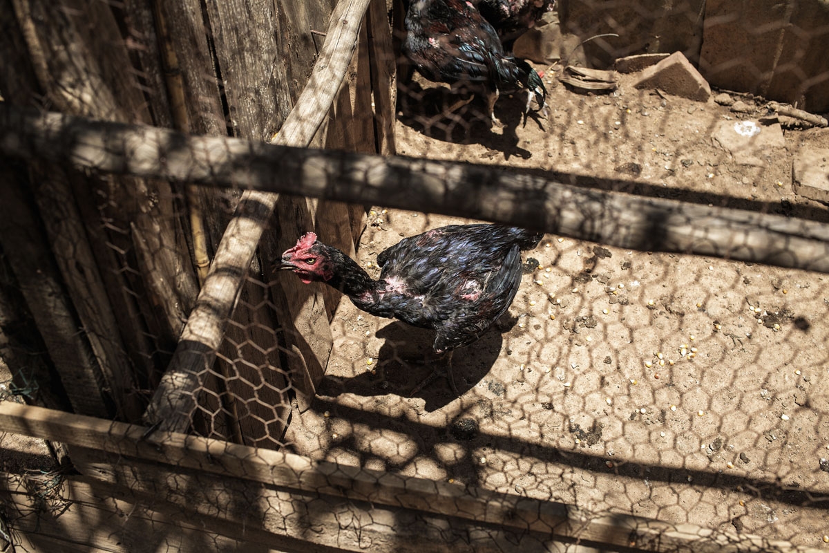 Ravoavy Lovatahina roam in their hen-house on November 25, 2016 on the outskirts on Antananarivo, Madagascar.