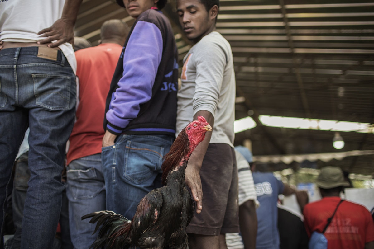 This file photo taken on December 3, 2016 fighting cocks owners waiting for their turns close to their birds during a Cock fighting tournament on the outskirts of Antananarivo.
