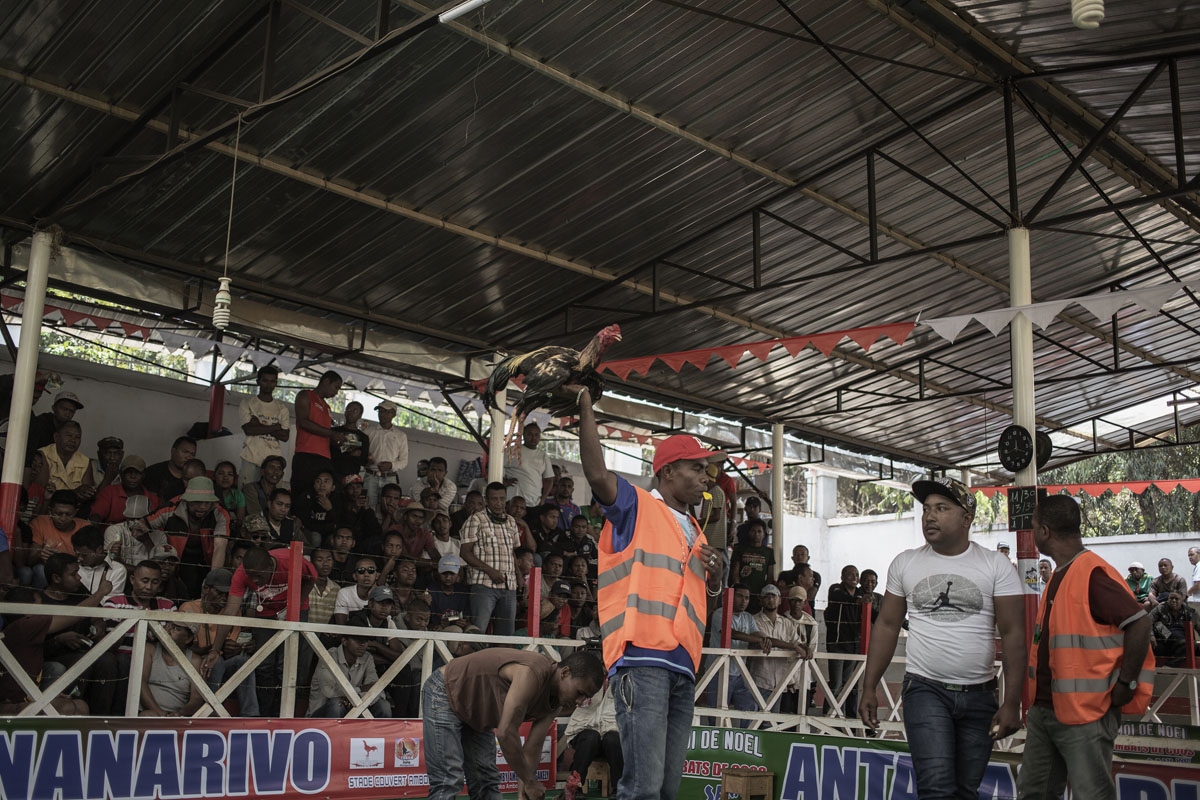 This file photo taken on December 3, 2016 shows a referee holding high the winning rooster at the end of a Cock fighting tournament on the outskirts of Antananarivo.