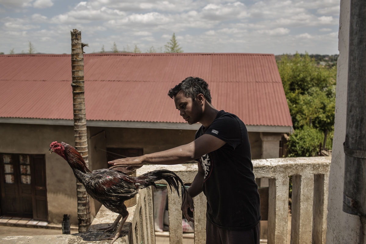 Malagasy cock fighting owner and trainer Ravoavy Lovatahina stands next to one of his cocks at his house on November 25, 2016 on the outskirts on Antananarivo, Madagascar. Cockfighting is held during the week end and is a tradition with asian roots still