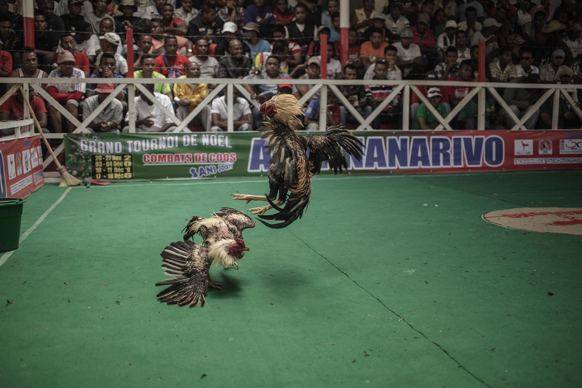 Cocks fight during a Cock fighting tournament on December 3, 2016 on the outskirts on Antananarivo, Madagascar. Cockfighting is held during the week end and is a tradition with asian roots still practiced in Madagascar.
