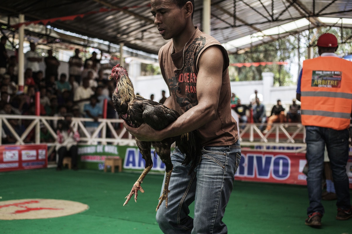 A jockey attends to his bird during a Cock fighting tournament on December 3, 2016 on the outskirts on Antananarivo.