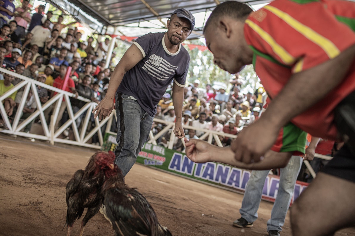 Jockeys and owners spur their roosters with water and shouting during a Cock fighting tournament on December 3, 2016 on the outskirts of Antananarivo.