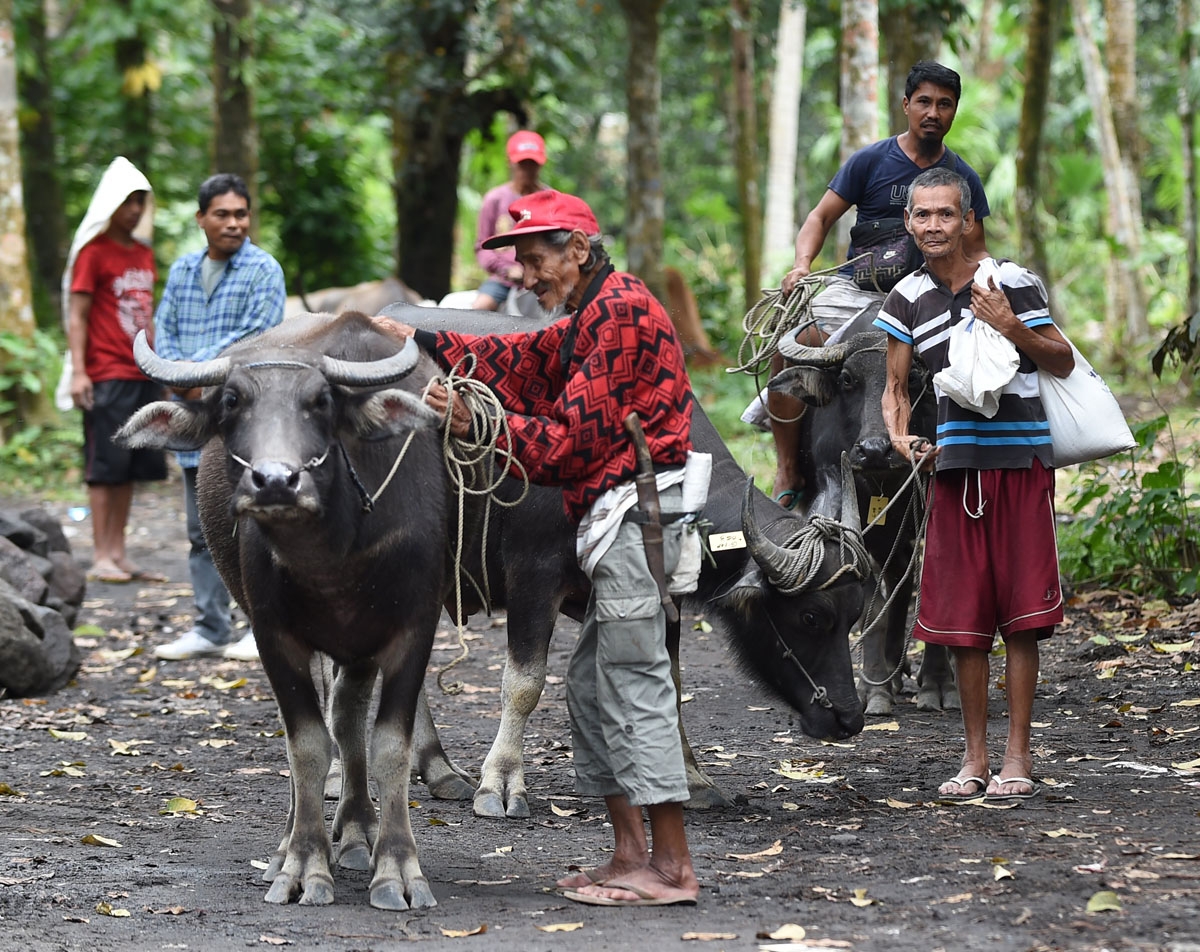 This photo taken on January 29, 2018 shows farmers gathering their water buffalos and cows for inspection by government veterinarians, as livestock were affected by the ashfall from the eruption of Mayon volcano in Albay province, south of Manila.