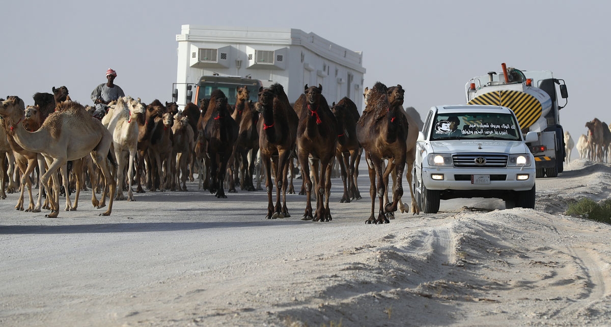Qatari men herd camels in a desert area on the Qatari side of the Abu Samrah border crossing between Saudi Arabia and Qatar on June 21, 2017. Around 12,000 camels and sheep have become the latest victims of the Gulf diplomatic crisis, being forced to trek