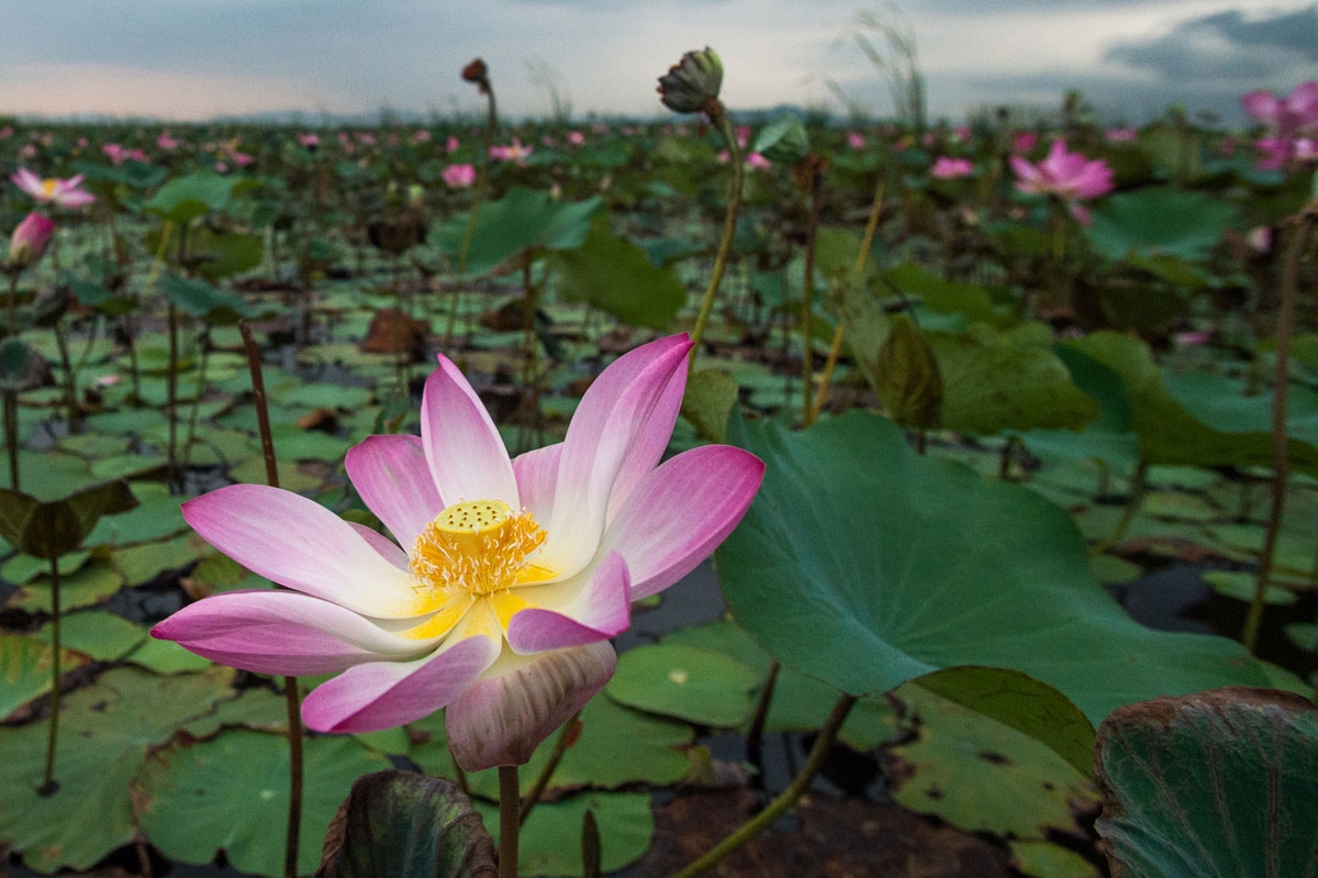 In this photograph taken on May 5, 2017, lotus flowers blossom in the Khao Sam Roi Yot national park in southern Thailand.