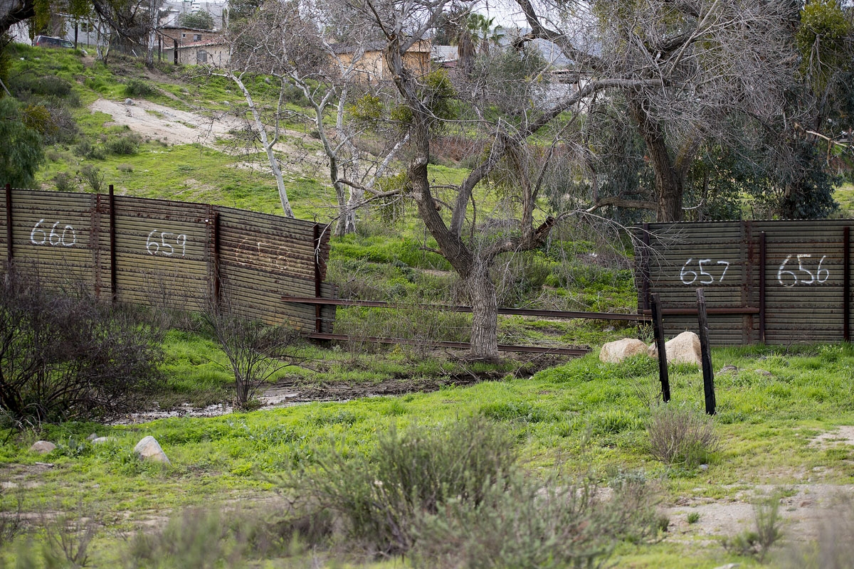 A tree stands in a gap in the border fence on the US/Mexico border in Tecate, California, on February 14, 2017.
